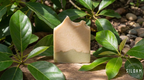 Avocado Goat's Milk Soap